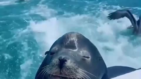 A sea animals caught a boat to swim fun