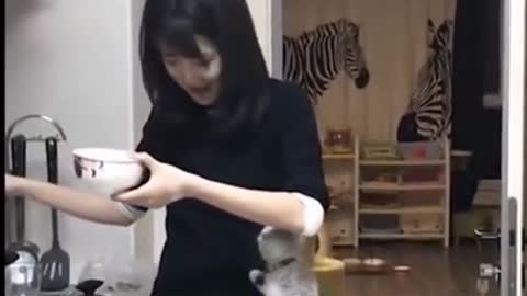 Cat disturbing her owner.