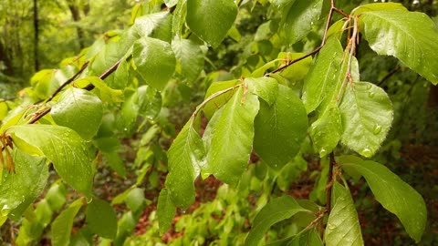 Drops of rain on Plants leaves