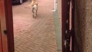 Awesome dog "Millie" helps carry the shopping from car