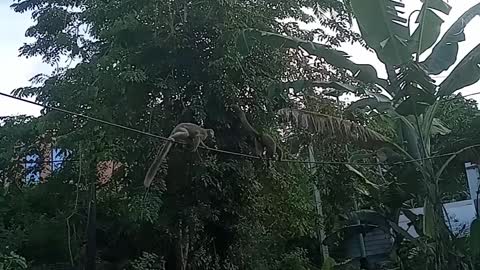 monkey running through a power cable