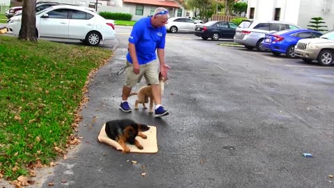 Canine interruption: How a dog brought a football match to a halt