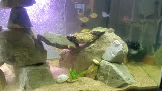 Male and Female Jack Dempsey