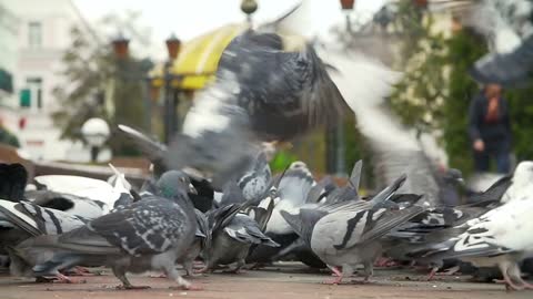 Fed pigeons at the city square