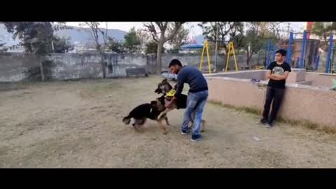 Dog Training and Best Dog and Best video 2021