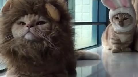 Lion Cat Vs Rabbit Cat 😂
