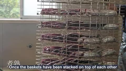 Japanese Hardest Food of Tuna - Traditional Smoked Tuna Production Process - Tuna Processing