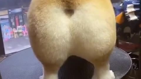 funny dog twerk