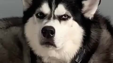 Funny Husky Pulls Sulky Dirty Face