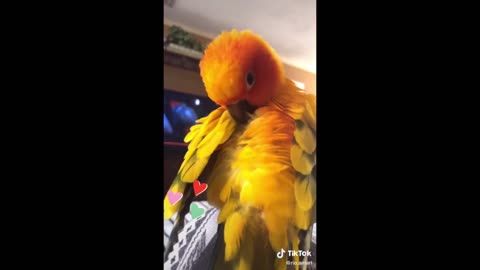 Pet Birds of Tiktok compilations videos