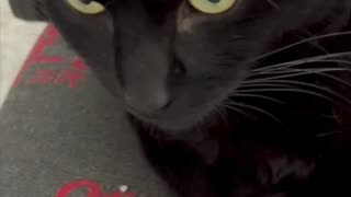 Adopting a Cat from a Shelter Vlog - Cute Precious Piper is a Big Executive #shorts