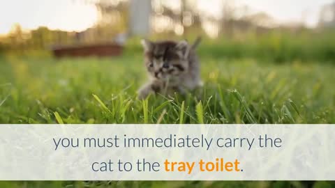How To Train Your Cat to Use the Toilet