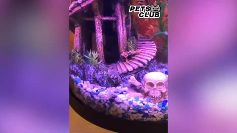 Pets Club Video 2021