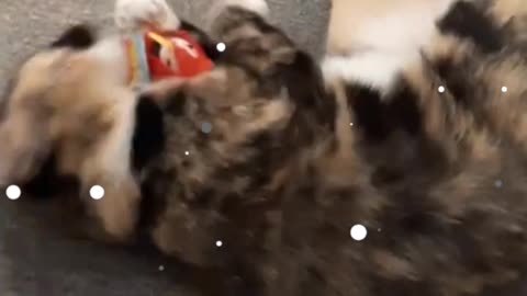 Cat video | cat playing with doll .So cute