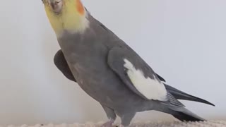 Talented cockatiel flawlessly sings the 'Tetris' theme song