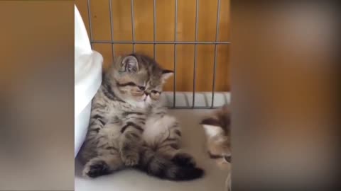 ❤️ 🐱 Tiktok cute CATS funny video 😍