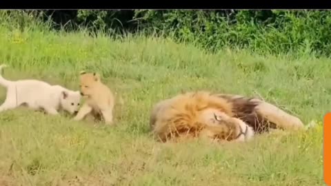 Lion Cub's Daring Playtime: Pouncing on Papa's Snooze!