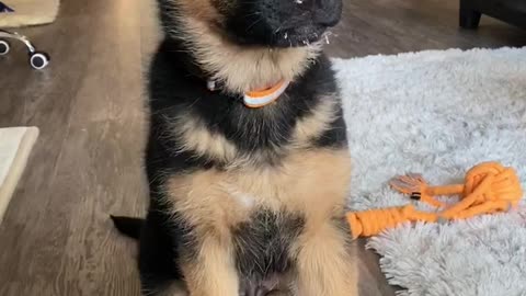 Peanut Butter Leaves Puppy With Sticky Mouth