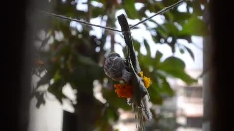 Sparrows eating rice