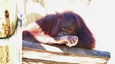 Orangutan Deep in Thought