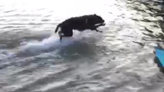 Black dog run jumps in shallow lake water