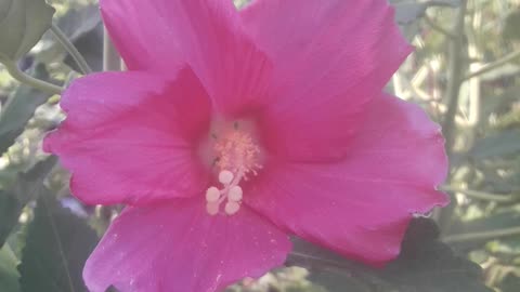 Hibiscus blossomed