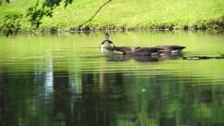 Ducks Family , Afternoon Ducks Reunion