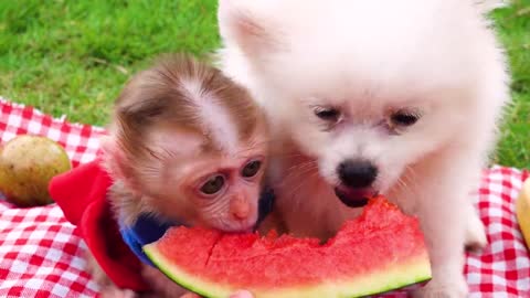 Satisfying video Cute Monkey animals Zozo Monkey Found a lot of bananas And Play With Puppy