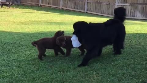Giant dog chased by puppies!