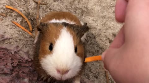 Guinea pig video