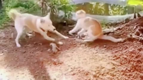 Funny cute animals"" Cat vs dog fight video 🤣 please don't lough