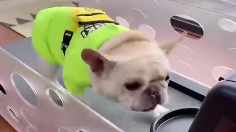 Cute pets dog// Funny Dog video// Dog walking video