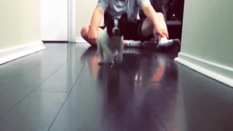 Adorable puppy video