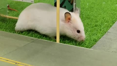 Hamster beautiful