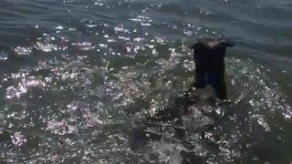 Brown dog tries to catch fish in the ocean