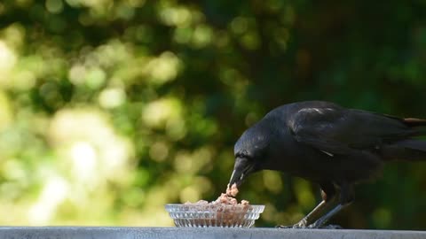 Crow eats food in the window of the house