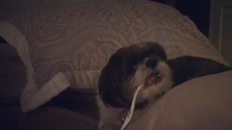 Little dog green white toothbrush