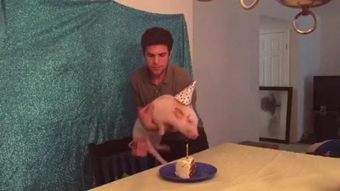 Mini Pig celebrates his 6-month birthday in style