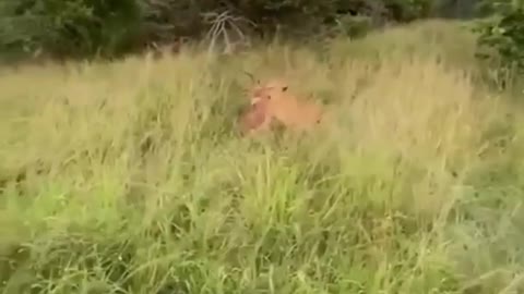 Lion chasing caught his prey at full speed