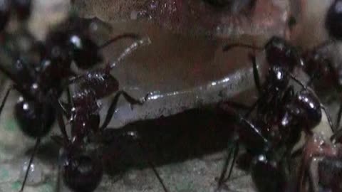 Frog Vs Extreme Fire Ants! | Black Ants | Big Black Ants