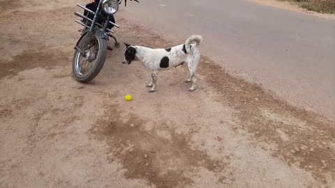 Dog Playing With Ball - Dog Playing videos - Puchukutti 2021