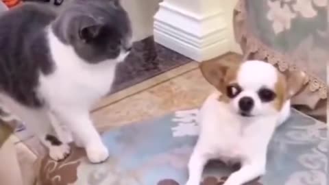 Cat Vs Dog Fight - Funny Fight Compilation