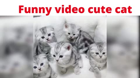 Best of Cute cats and Funny Cat Videos 2021
