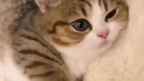 Funny cat videos Cut cat kitten-kitty Baby cat Lovely cat videos , Ep1238