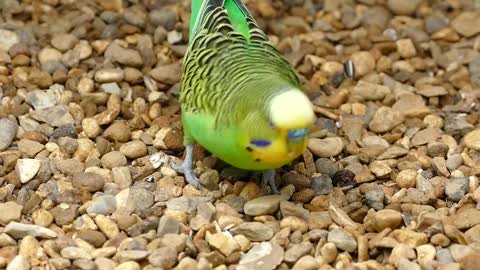 Budgerigar bird parrot