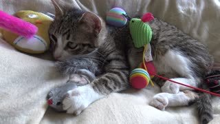 Kitten Rudolph Has Many Toys
