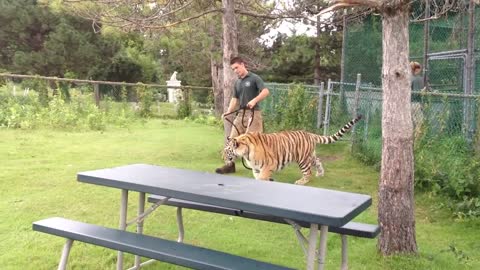 Tiger at Jungle Cat World Ontario rtg