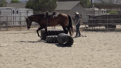 Goodie 5yr old Ahkal-Teke Stallion Ground Driving