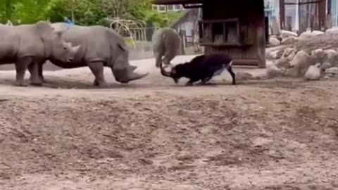 mountain goat takes on 3 rhinos