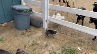 Our Italian Greyhound takes on Tom The Turkey